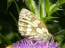 Marbled White 2015 - Peter Clarke